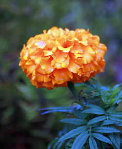 Close-up of orange rose blooming outdoors