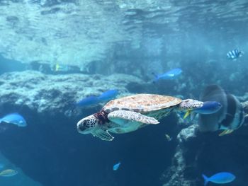 Turtle swimming in sea