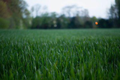 Surface level of grassy field