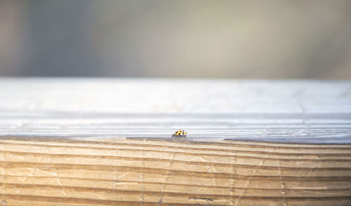 Insect on a beach