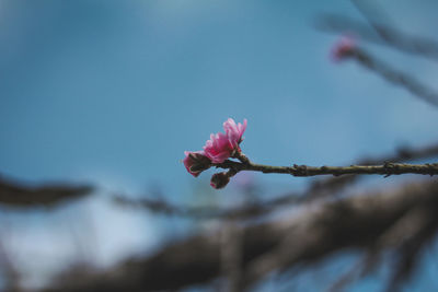 Close-up of pink cherry blossom