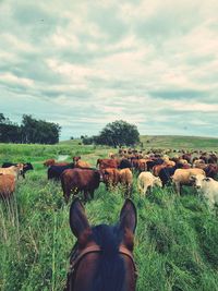 Mustering cattle on horseback.