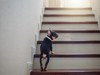 Man and dog on staircase at home