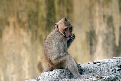 The monkey is sitting on a rock