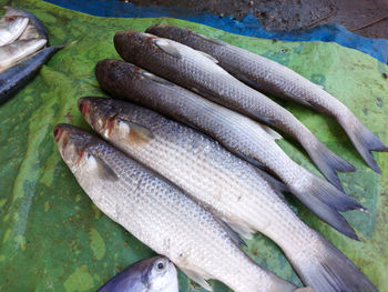 High angle view of fish on leaf