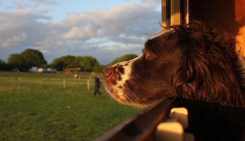 Close-up of dog at window against field