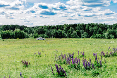 Scenic view of field against sky