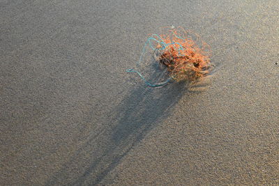 High angle view of crab on sand