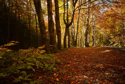 Trees in forest during autumn