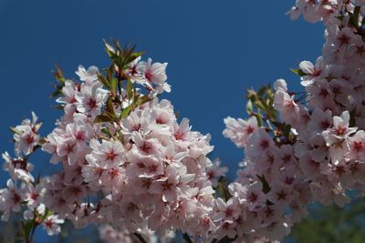 Low angle view of apple blossoms against sky