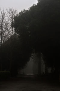 Silhouette trees against sky