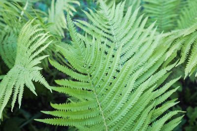 Close-up of fern leaves