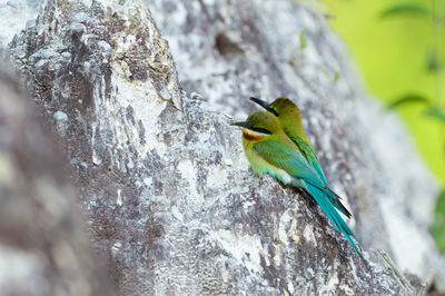 Close-up of bird perching on tree