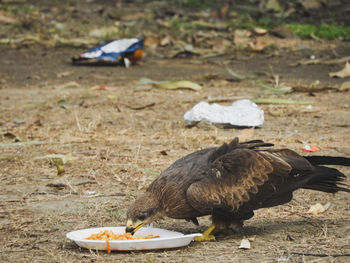 Black kite eating food from waste