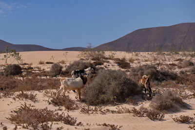 Fuerteventura goats
