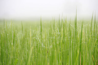 Close-up of crops growing on field against sky