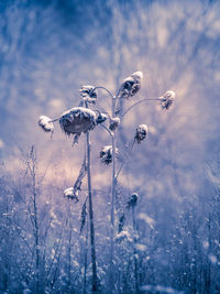 Close-up of frozen plant on field