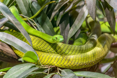 Close-up of green lizard on tree