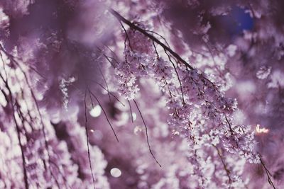 Low angle view of flower tree against sky