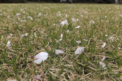 White flowers blooming on grassy field