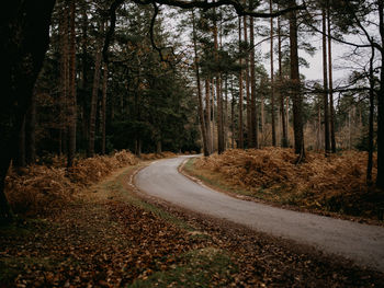 Winding road through a forest in autumnal fall time