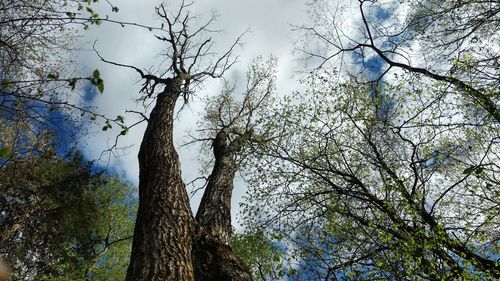 Low angle view of trees in forest against sky