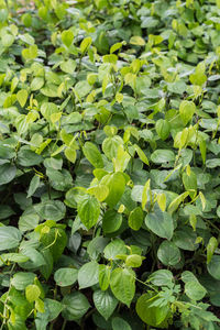 Full frame shot of green leaves on field