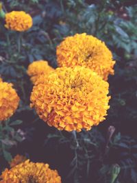 Close-up of yellow flowers