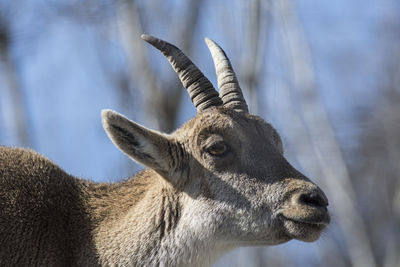 Close-up of deer