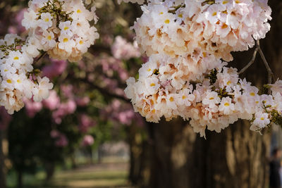 Close-up of pink flowering plant