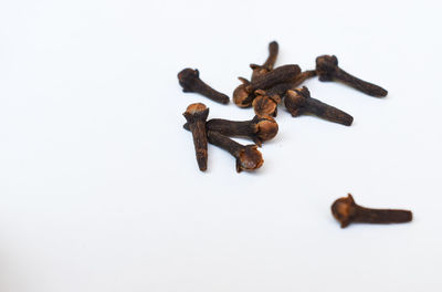 High angle view of shells on white background