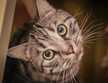 Close-up portrait of cat
