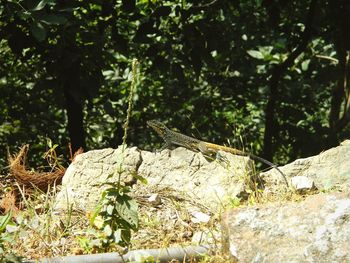 Close-up of lizard on rock