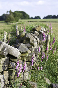 Close-up of purple flowering plants on field