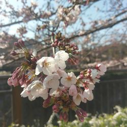 Close-up of cherry blossoms in spring