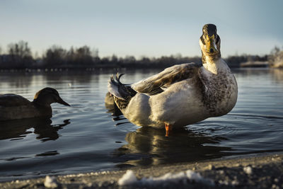 Ducks swimming in lake
