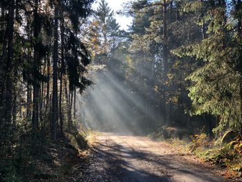 Sunlight streaming through trees in forest