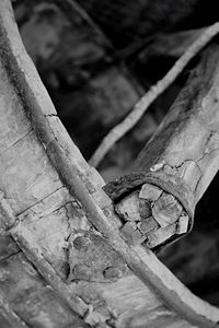 Close-up of lizard on tree