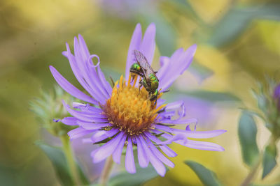 Close-up of insect on purple flower