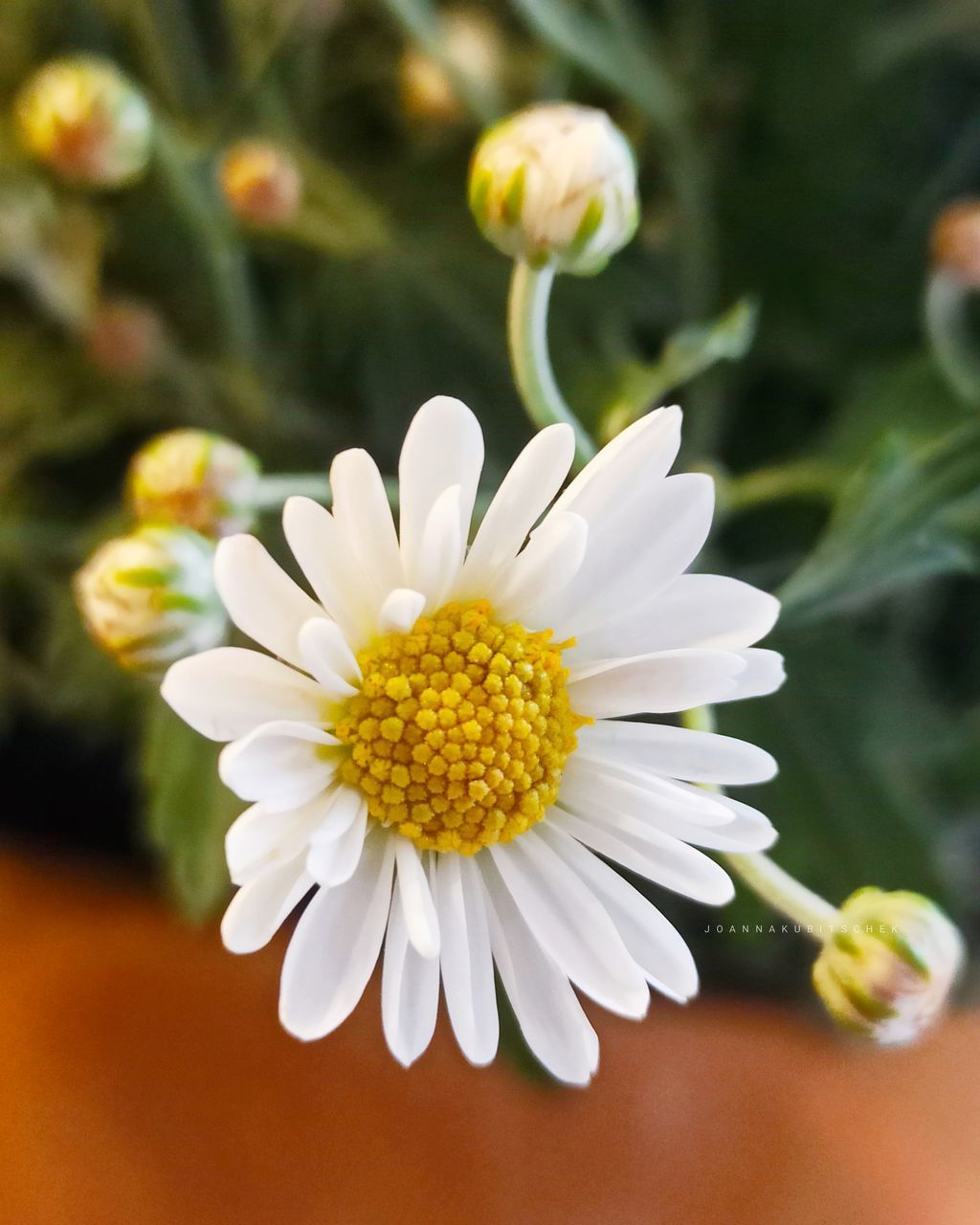 CLOSE-UP OF WHITE DAISIES
