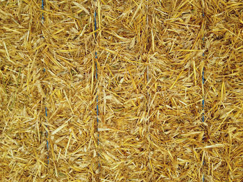 Full frame shot of dry plants