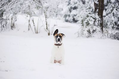 Dog on snow covered land