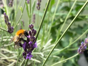 Close-up of bee pollinating on purple flower