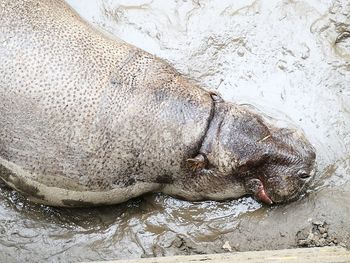 Close-up of sea lion