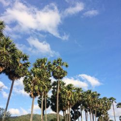 Low angle view of coconut palm trees against sky