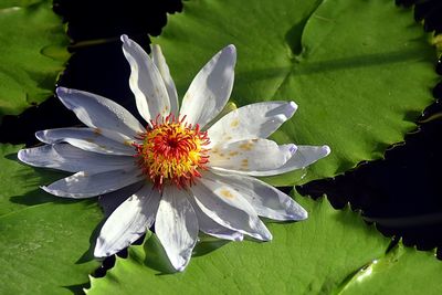 Close-up of flower