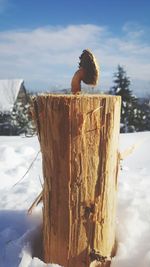 Close-up of lizard on tree stump during winter