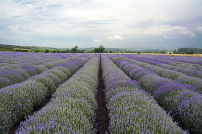 A lavender field in the beginning of june in the region of chirpan in bulgaria in a cloudy day