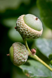 Close-up of flower buds