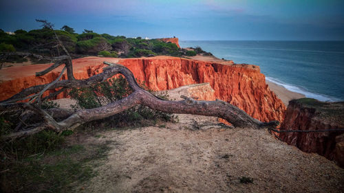 Fallen tree on cliff against sea during sunset